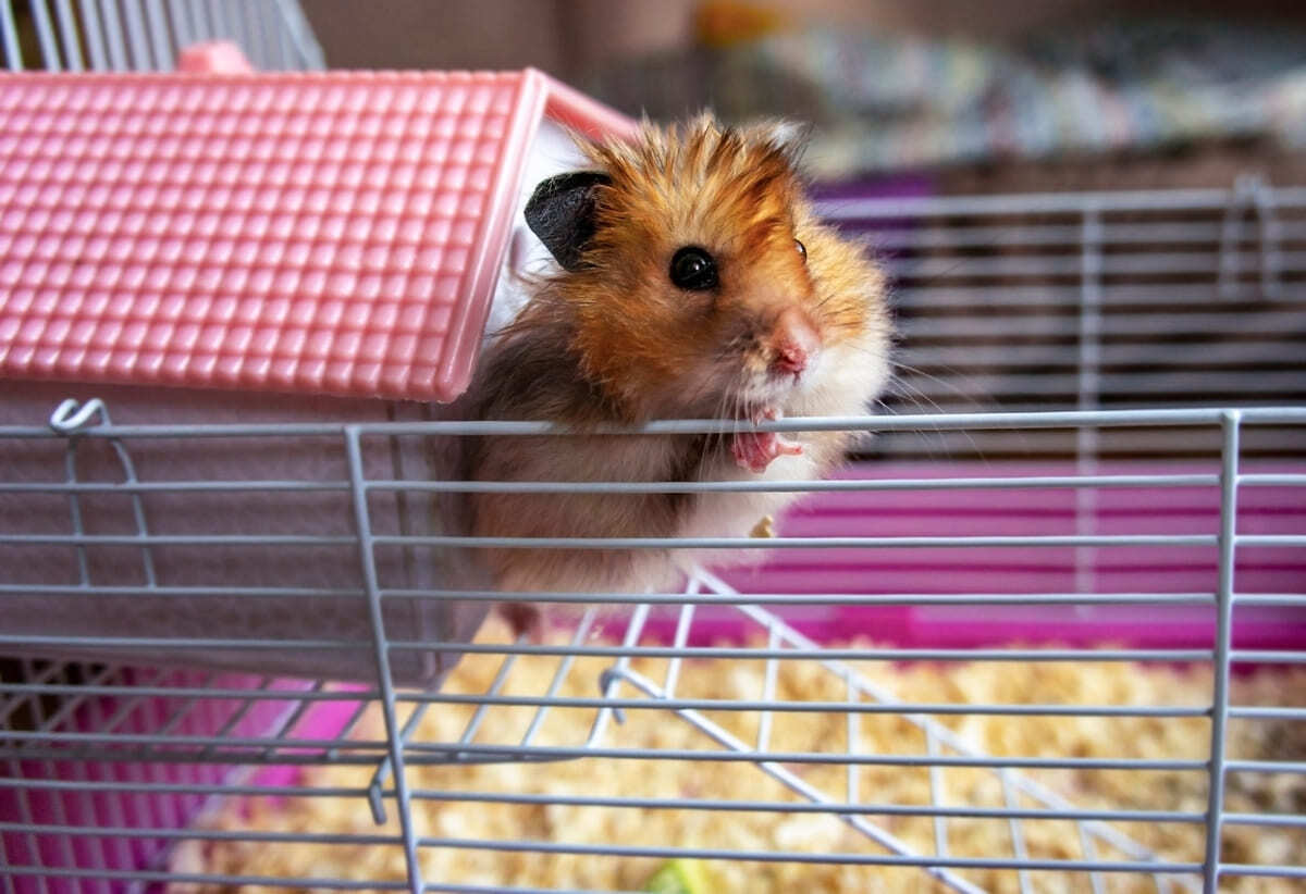 kafesinde zaman geçiren hamster