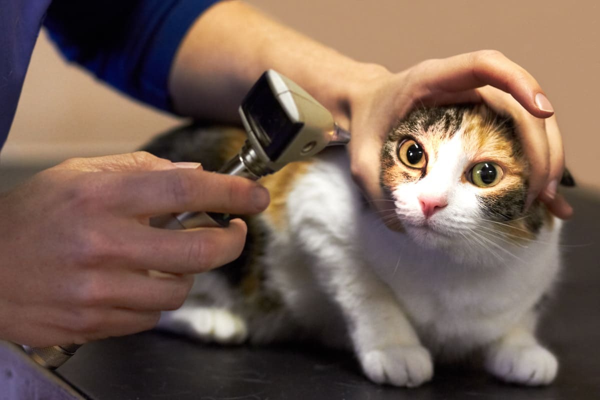 Hangi-Durumda-Hemen-Veterinere-Gitmelisiniz.jpg