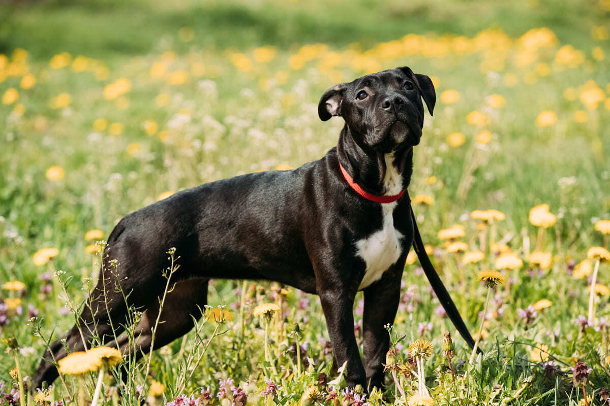 büyük ırk siyah köpek