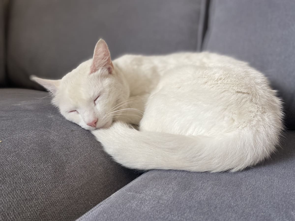 koltuğa kıvrılıp uyuyan kedi