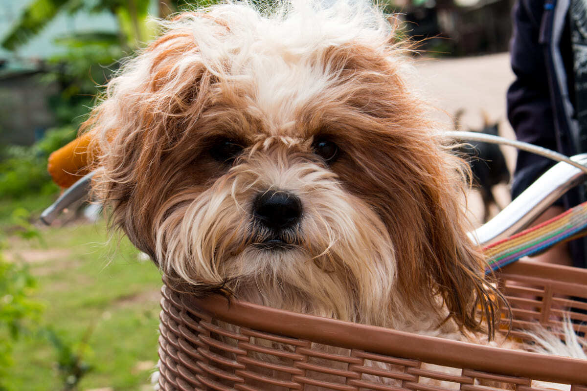 Havanese.jpg