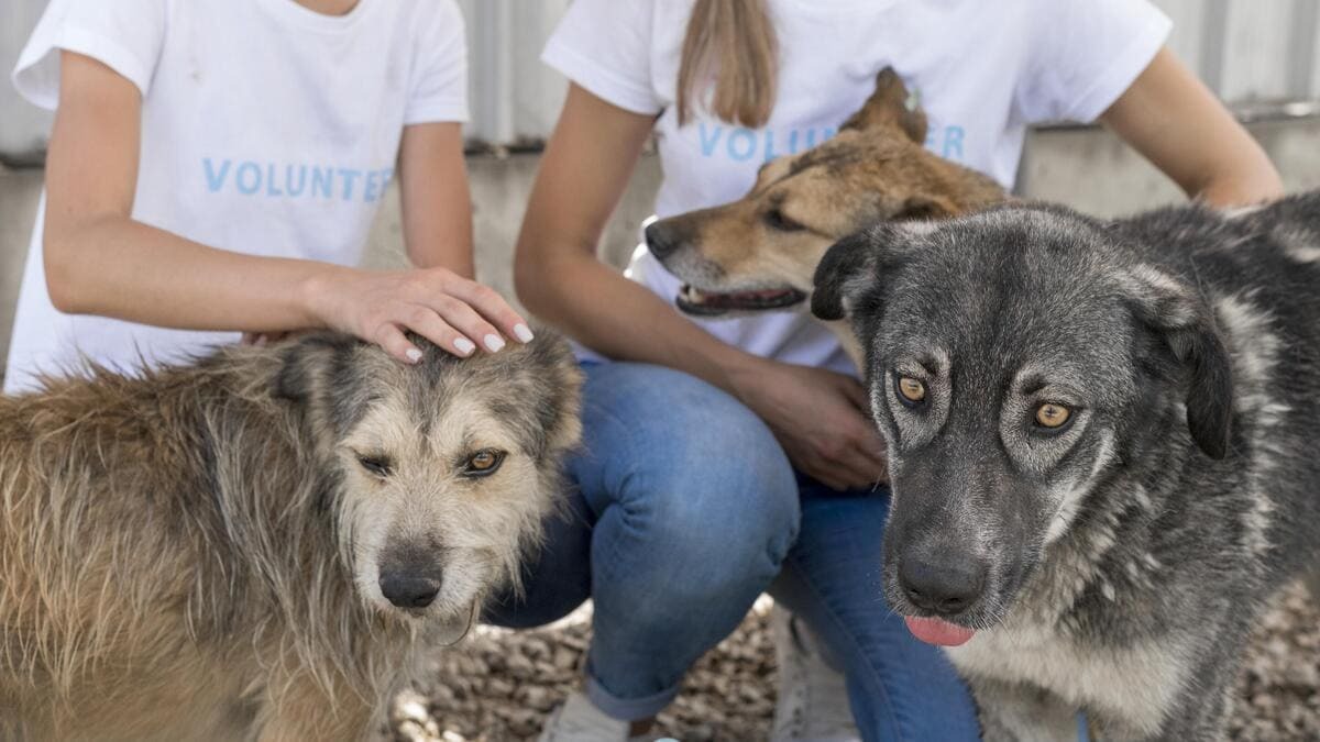 hayvanseverlerin ilgilendiği barınak köpekleri