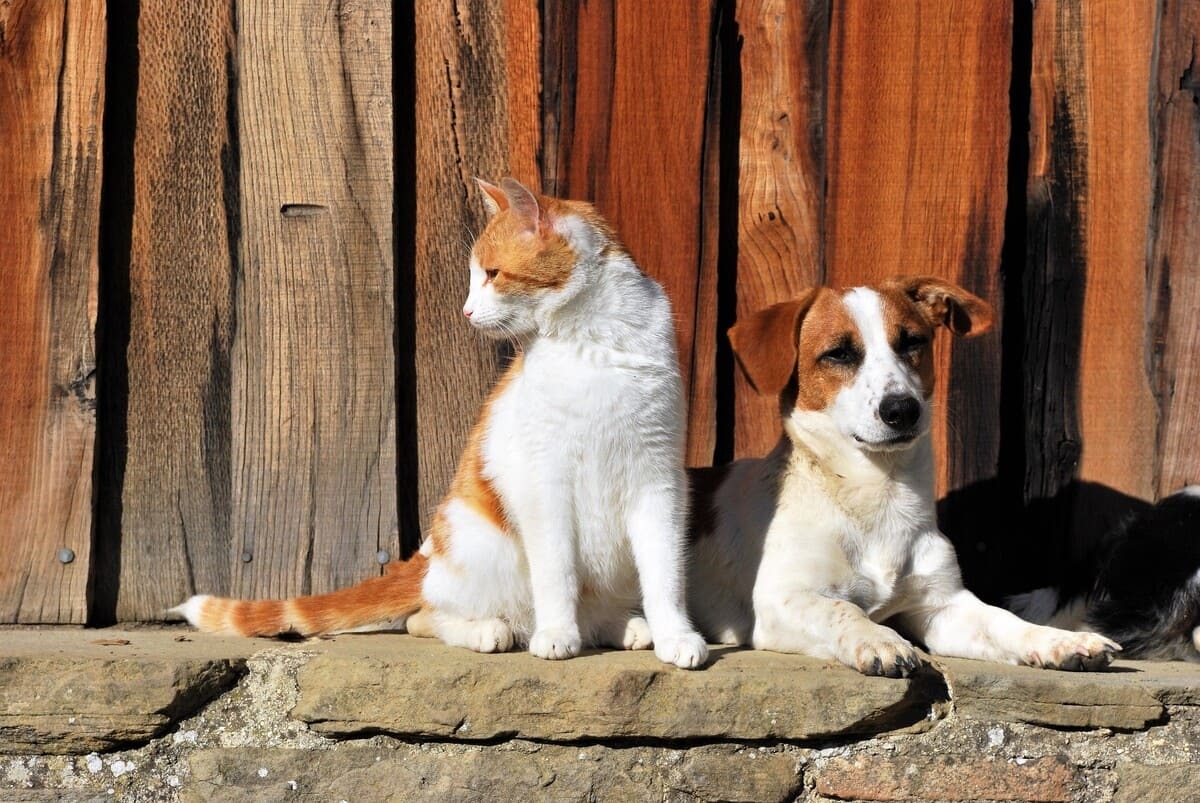 yan yana zaman geçiren kedi ve köpek