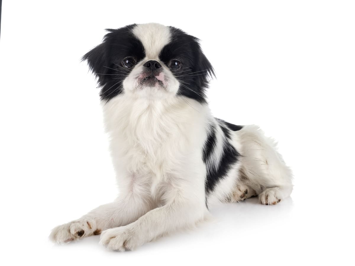 Japanese Chin