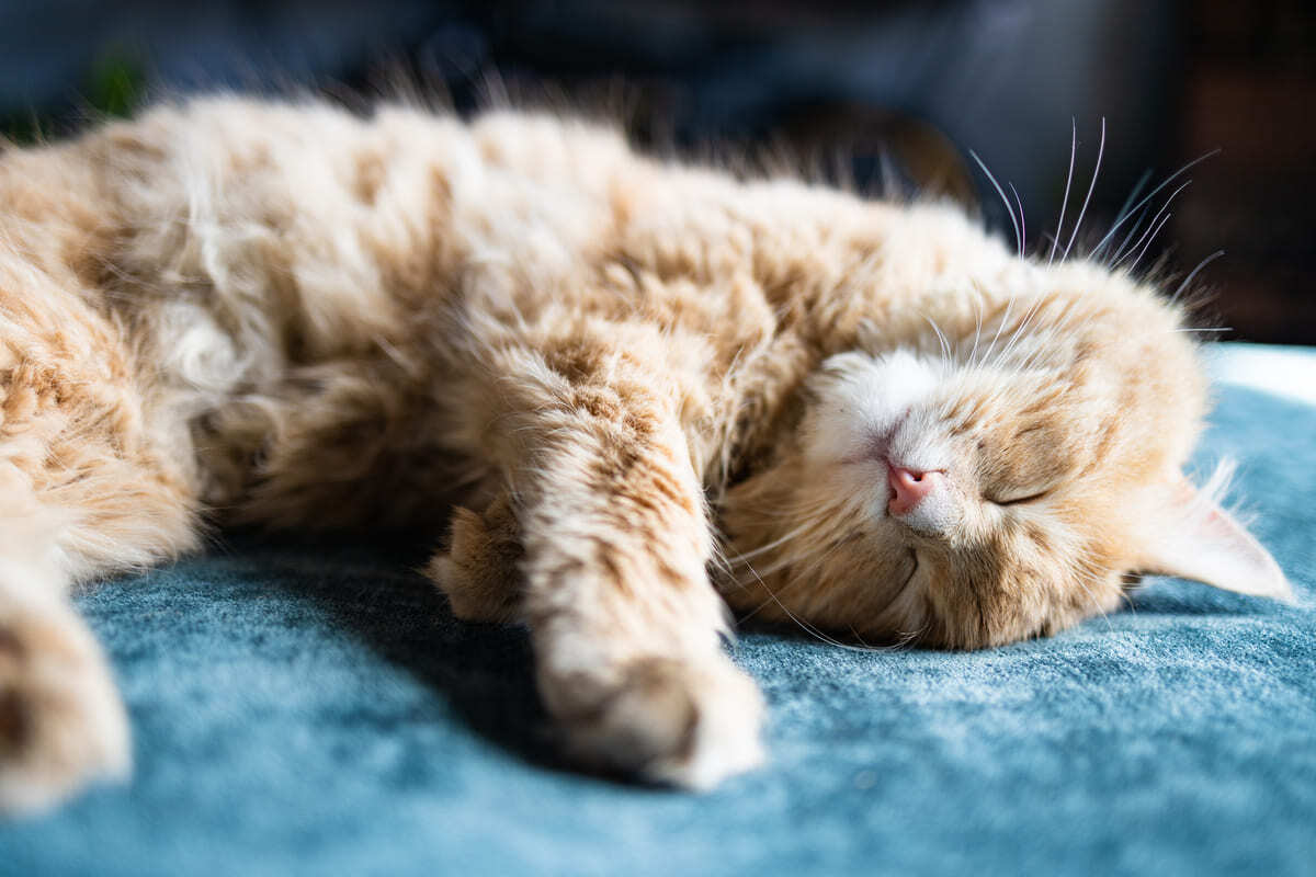 uyuklayan kedi