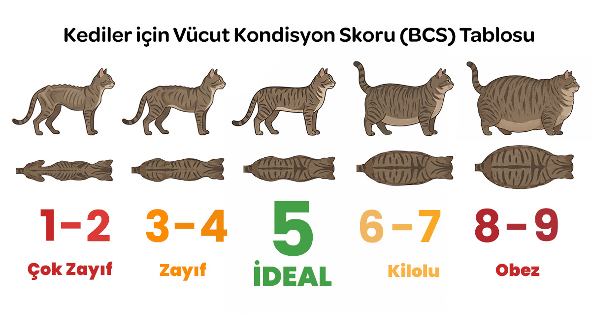 kediler için vücut kondisyonu skor tablosu
