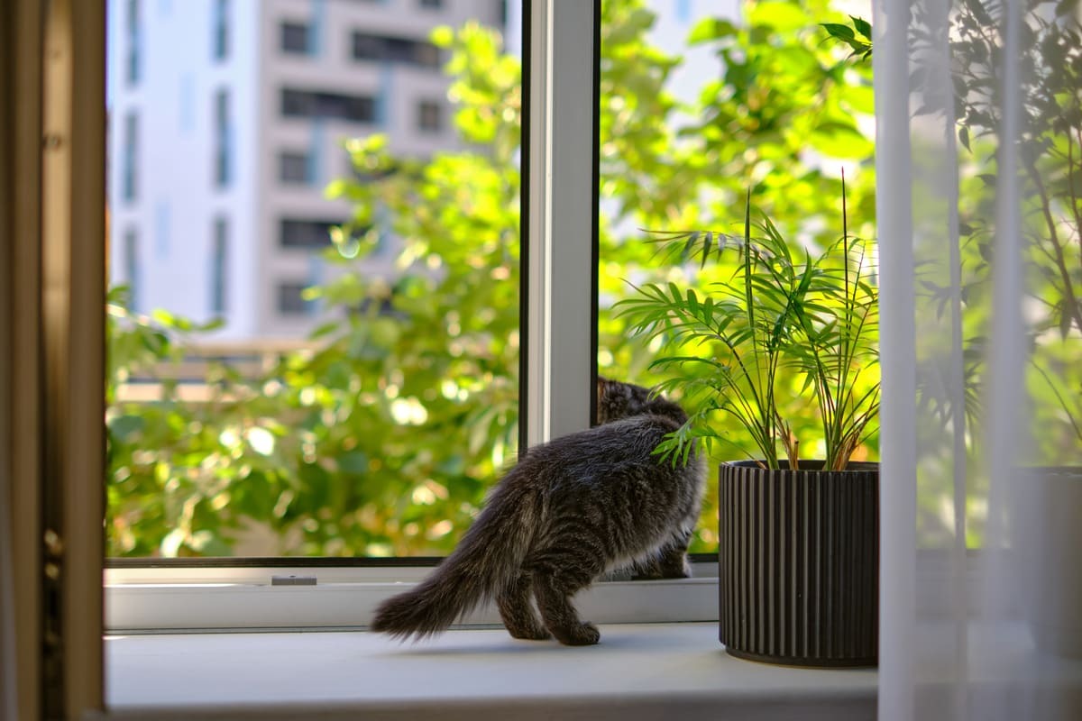 camdan dışarı çıkan kedi
