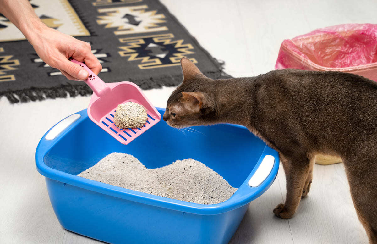 kedi tuvaleti temizlenirken kumu koklayan kedi