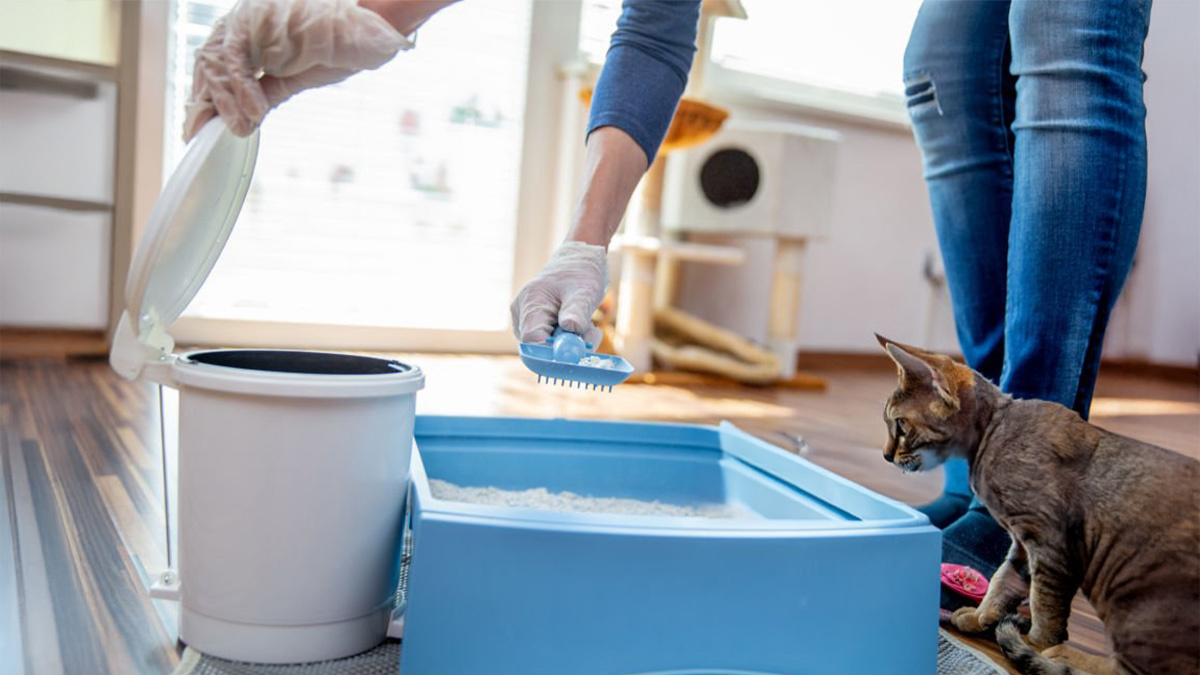 Kedi-Dışkısında-Kan-Neden-Olur2.jpg