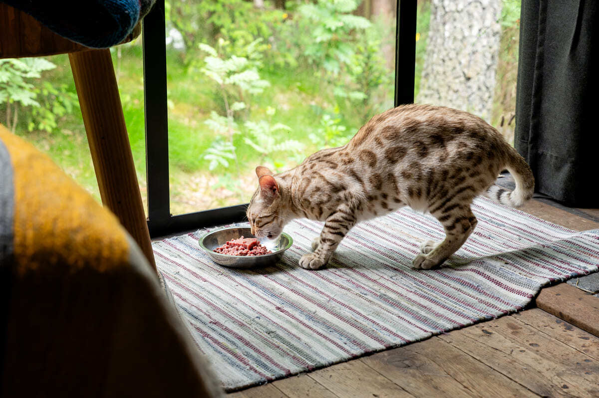 mama yemeye çalışan kedi