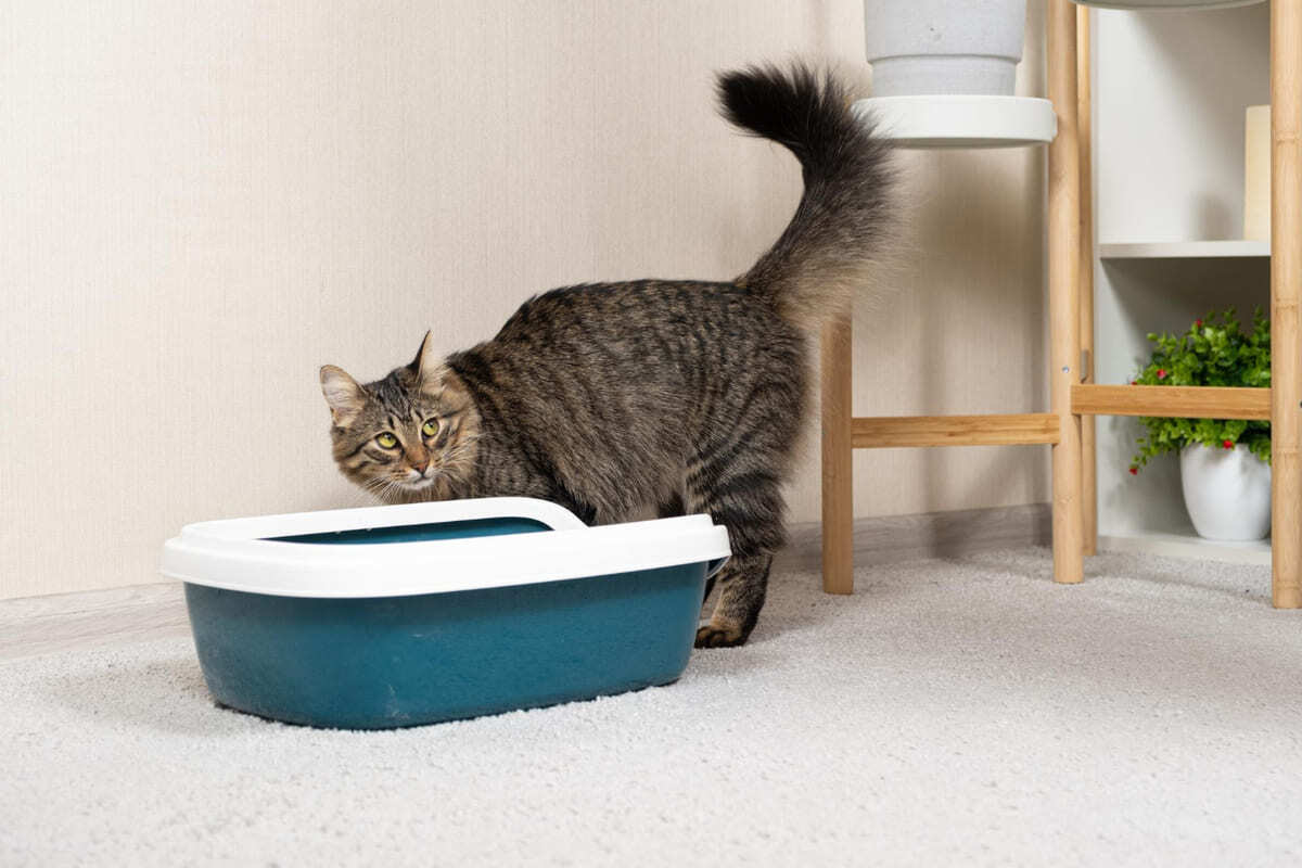 kedi tuvaletinin yanında gergin duran kedi
