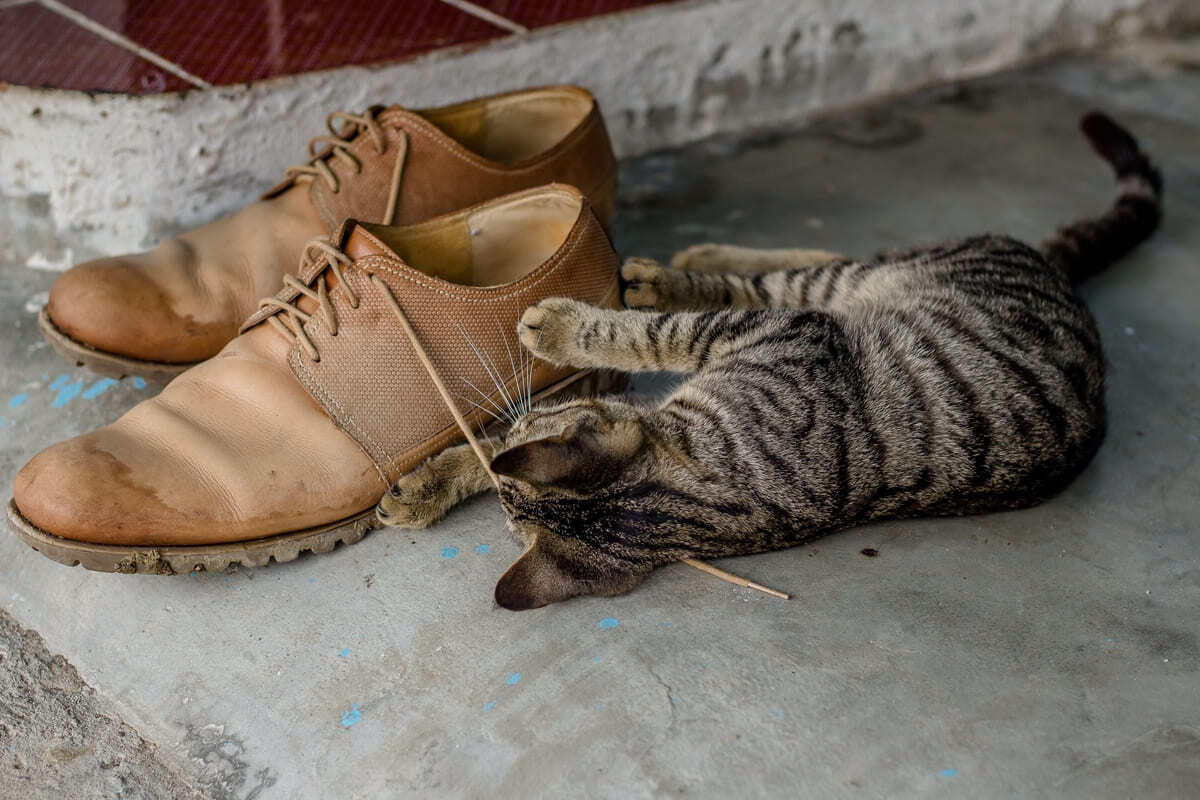 ayakkabının yanında yatan kedi