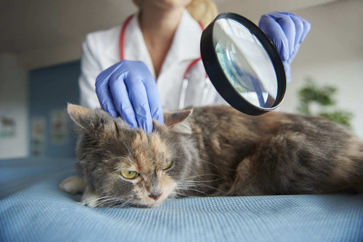 Kedi-Güvenliği-Uyarısı-Köpek-Ürünü-Permetrin-ve-Uçucu-Yağlar-1791572647.jpg