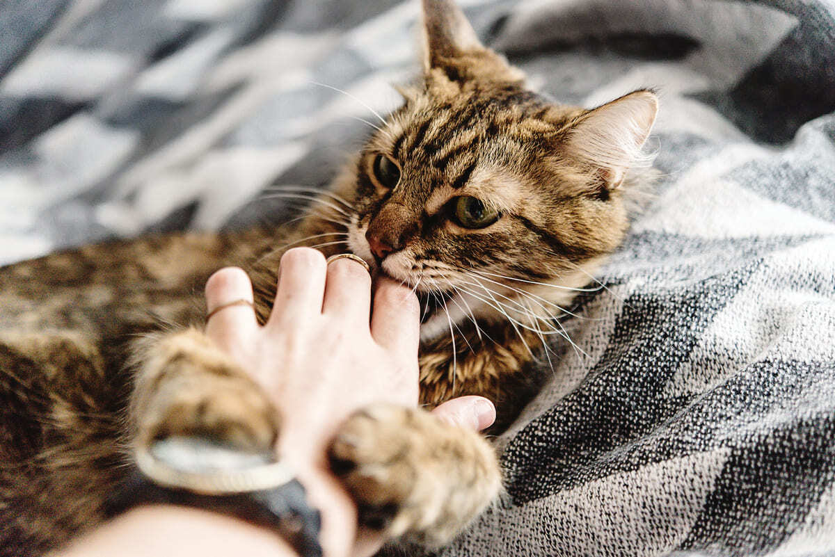 sahibinin elini ısırmaya çalışan kedi