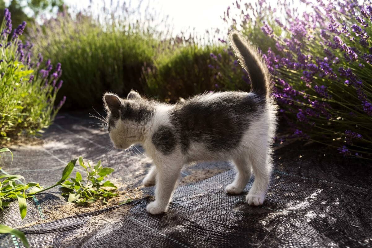 Kedi-Kaç-Aylıkken-Kısırlaştırılmalı.jpg