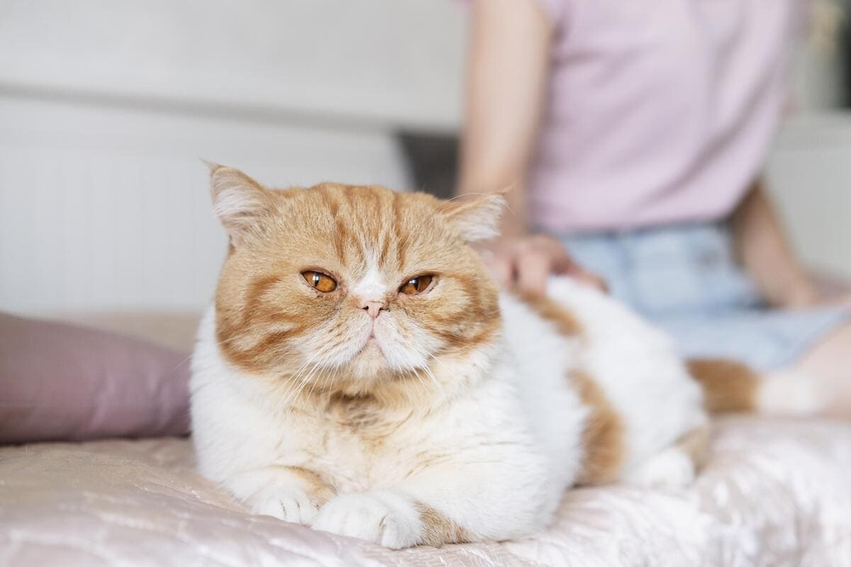 sarı beyaz tüylere sahip kedi