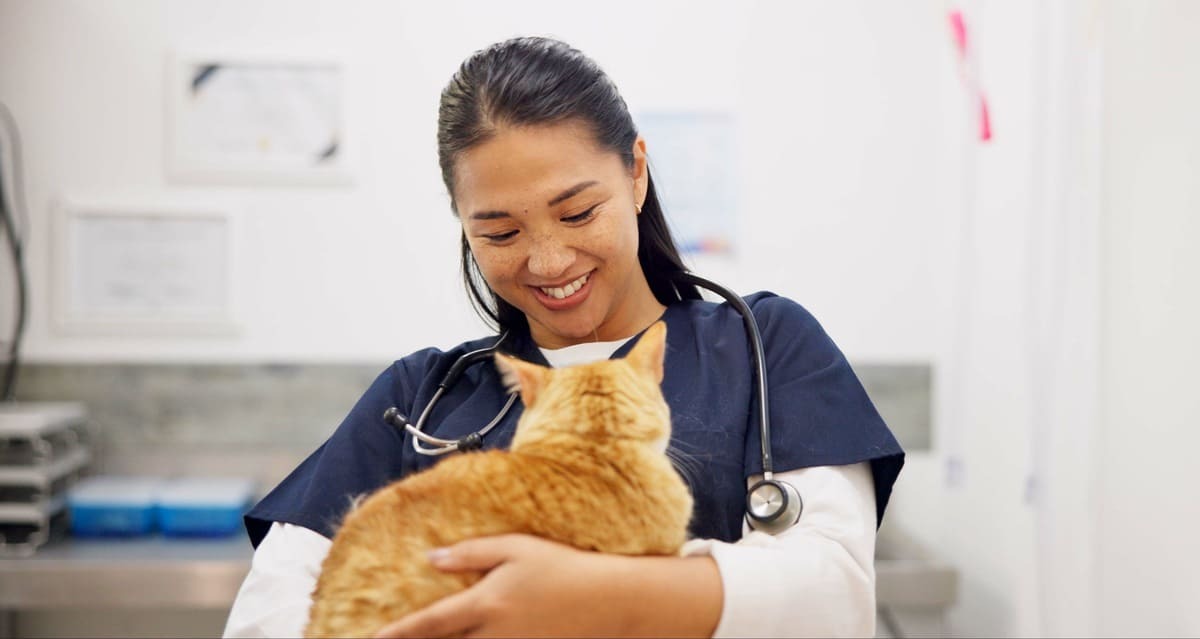 veteriner hekimin kucağında duran kedi