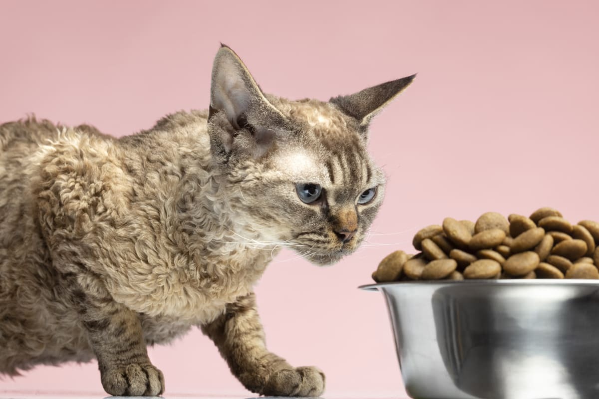 Kedi-Maması-Bittiğinde-İlk-Ne-Yapmalısınız.jpg