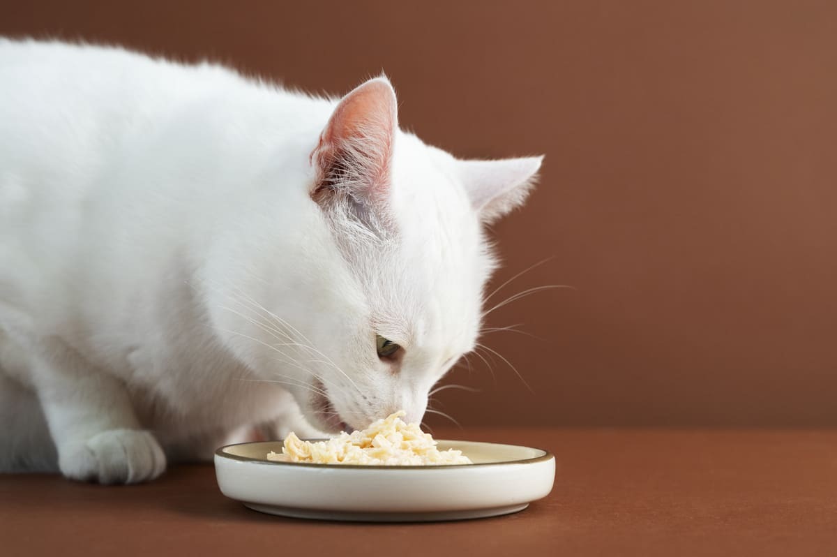 Kedi-Maması-Yoksa-Ne-Verilir-Geçici-ve-Güvenli-Seçenekler.jpg