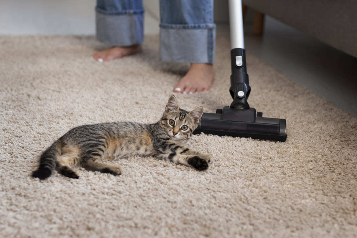 Kedi-Piresi-Evde-Kaç-Gün-Yaşar-Pupa-Neden-Sorun-Çıkarır.jpg