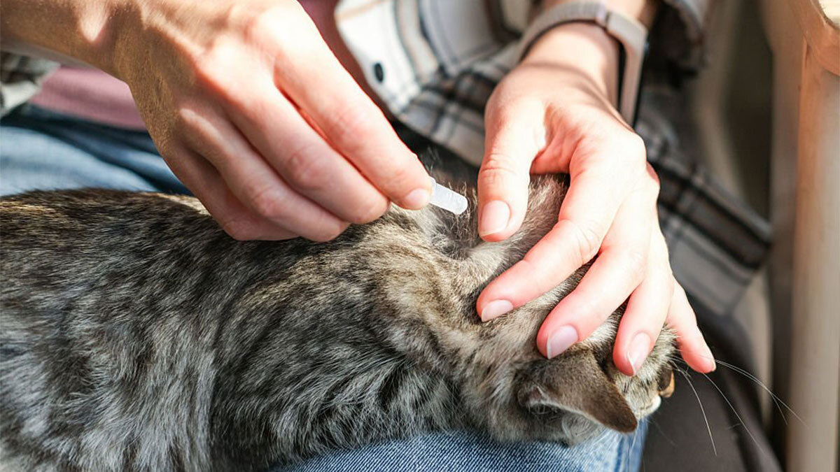Kedi-Piresi-Eve-Yayılır-mı2.jpg