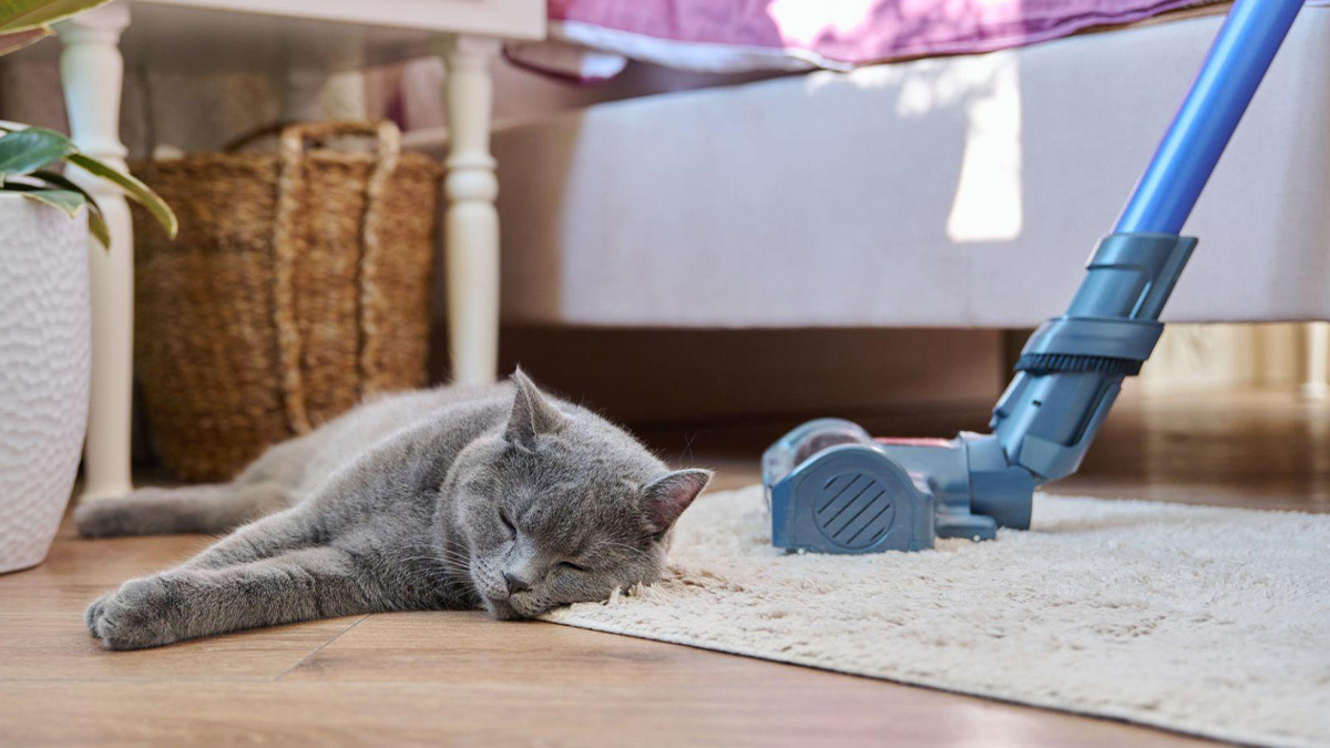 Kedi-Piresi-Eve-Yayılır-mı3-1.jpg