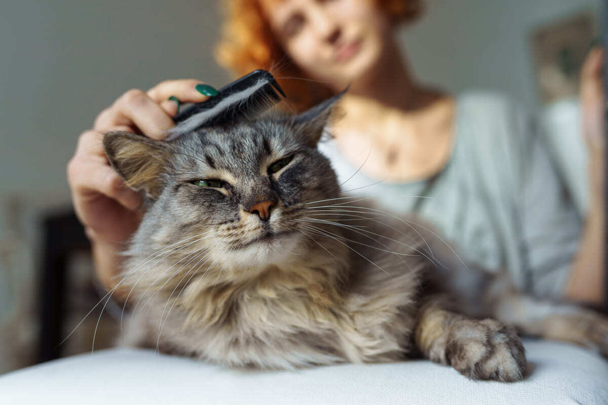 Kedi-Tırmığı-Hastalığı-Bartonella-Nedir.jpg