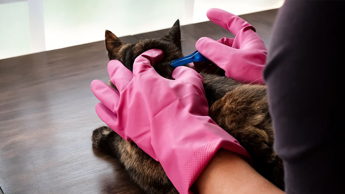 Kedi-ve-Köpek-Kenesi--kediden-nasıl-çıkarılır.jpg