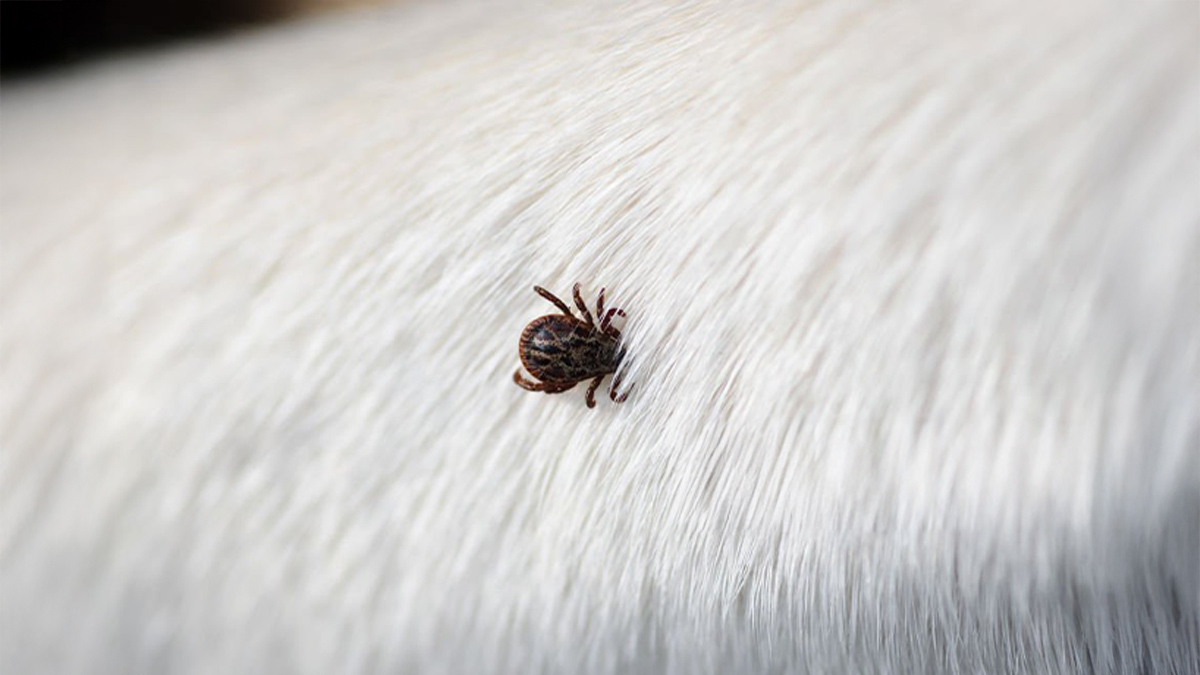 Kedi-ve-Köpek-Kenesi1.jpg