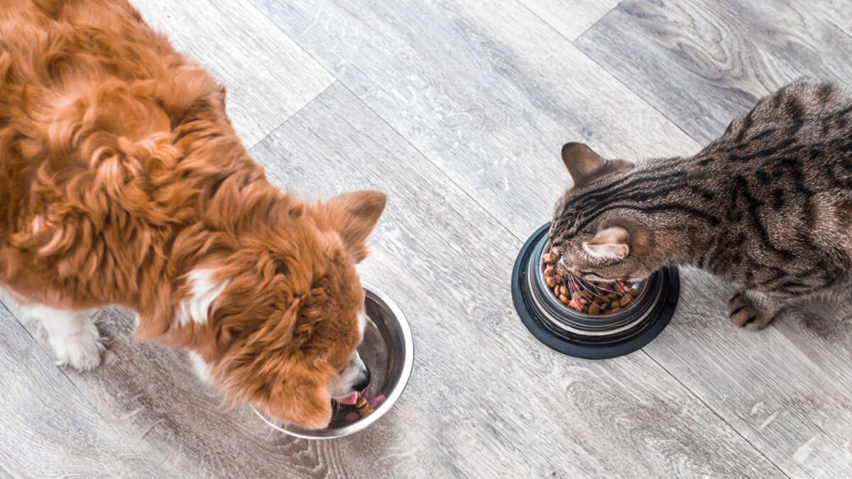 Kedi-ve-Köpek-Mamalarında-Ham-Kül-Nedir-ve-Neden-Önemlidir-2.jpg