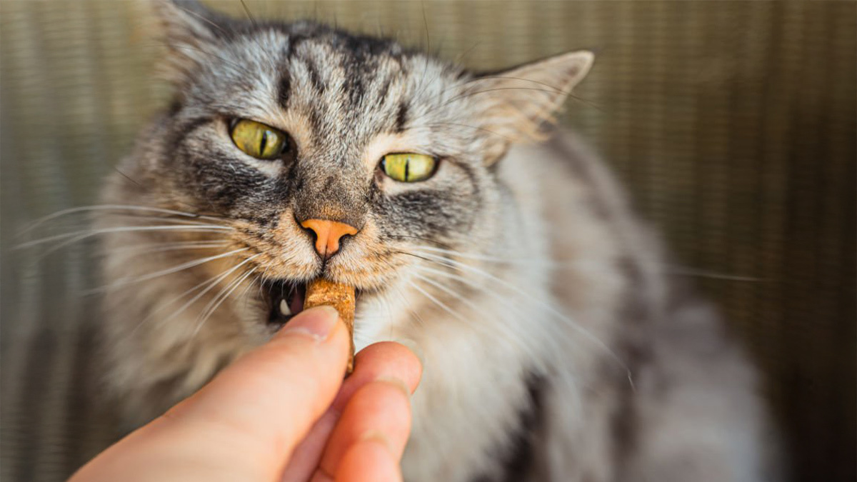 Kedi-ve-Köpek-Mamalarında-Ham-Kül-Nedir-ve-Neden-Önemlidir-3.jpg