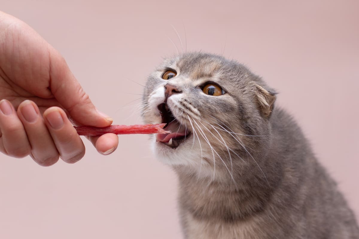 çubuk formda kedi ödül maması