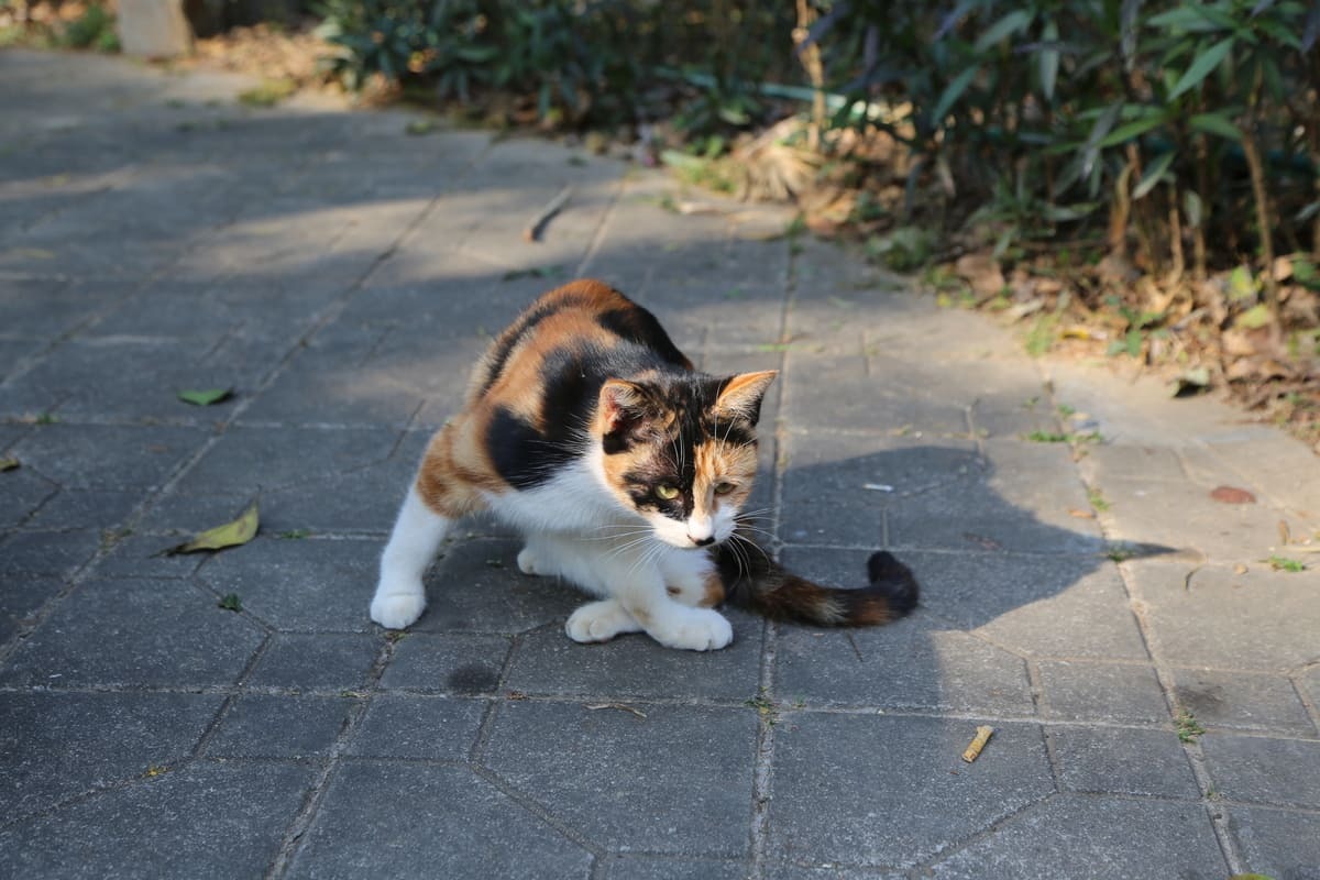 Kedi-Öksürüyor-mu-Tüy-Yumağı-mı-Çıkarıyor.jpg