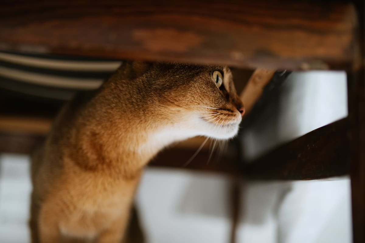 gizlenen kedi
