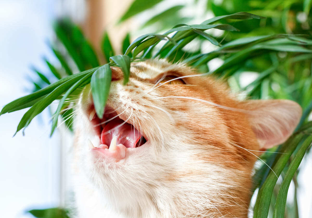 bitki yemeye çalışan kedi