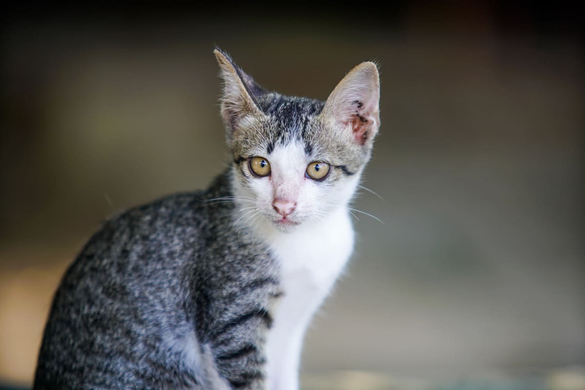 zayıf tekir kedi