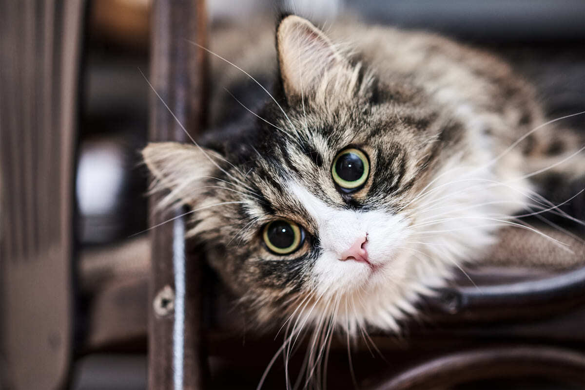 kafasını kaldırıp uzaklara doğru bakan kedi