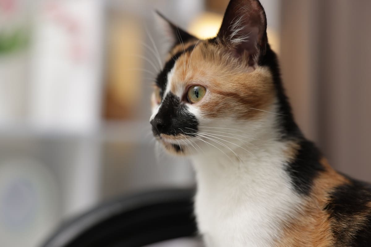 uzaklara bakan calico kedi