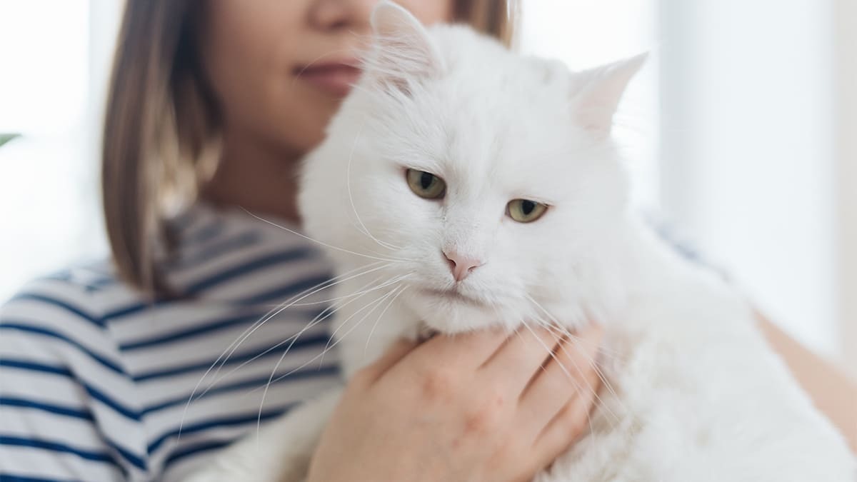 sahibiyle zaman geçiren beyaz tüylü kedi