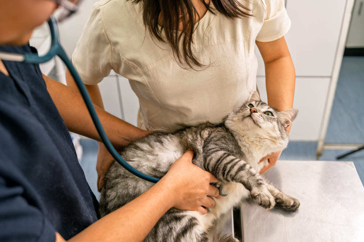 veteriner hekim tarafından muayene edilen kedi