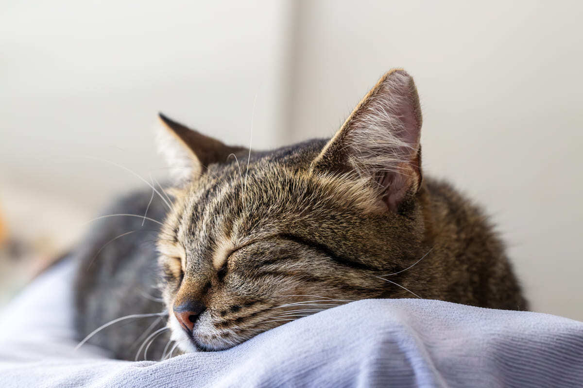 uyuklayan kedi