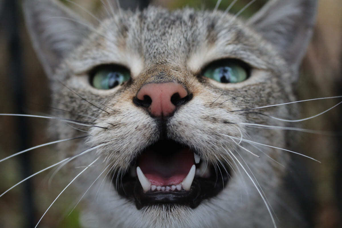 ağzı açık duran kedi