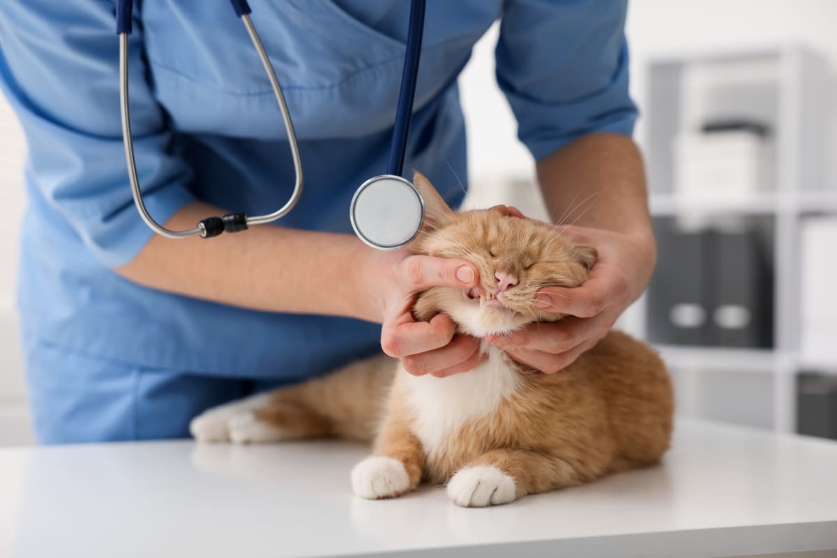 veteriner hekim tarafından muayene edilen kedi