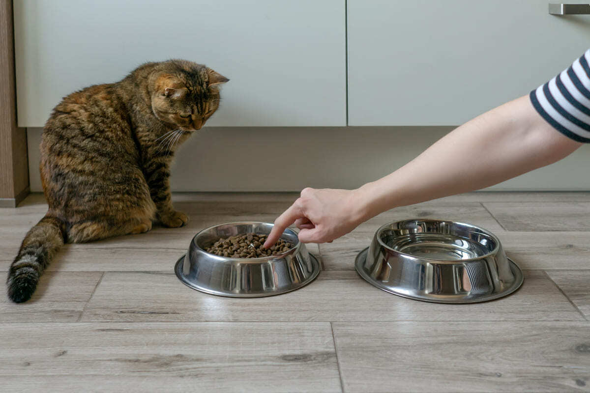 kuru mama tabağına bakan kedi