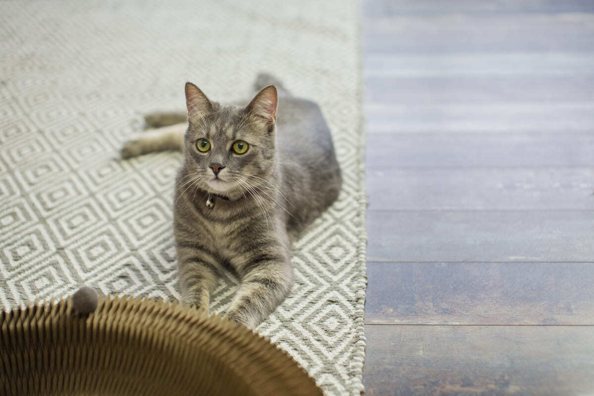 patilerini uzatıp yatan kedi