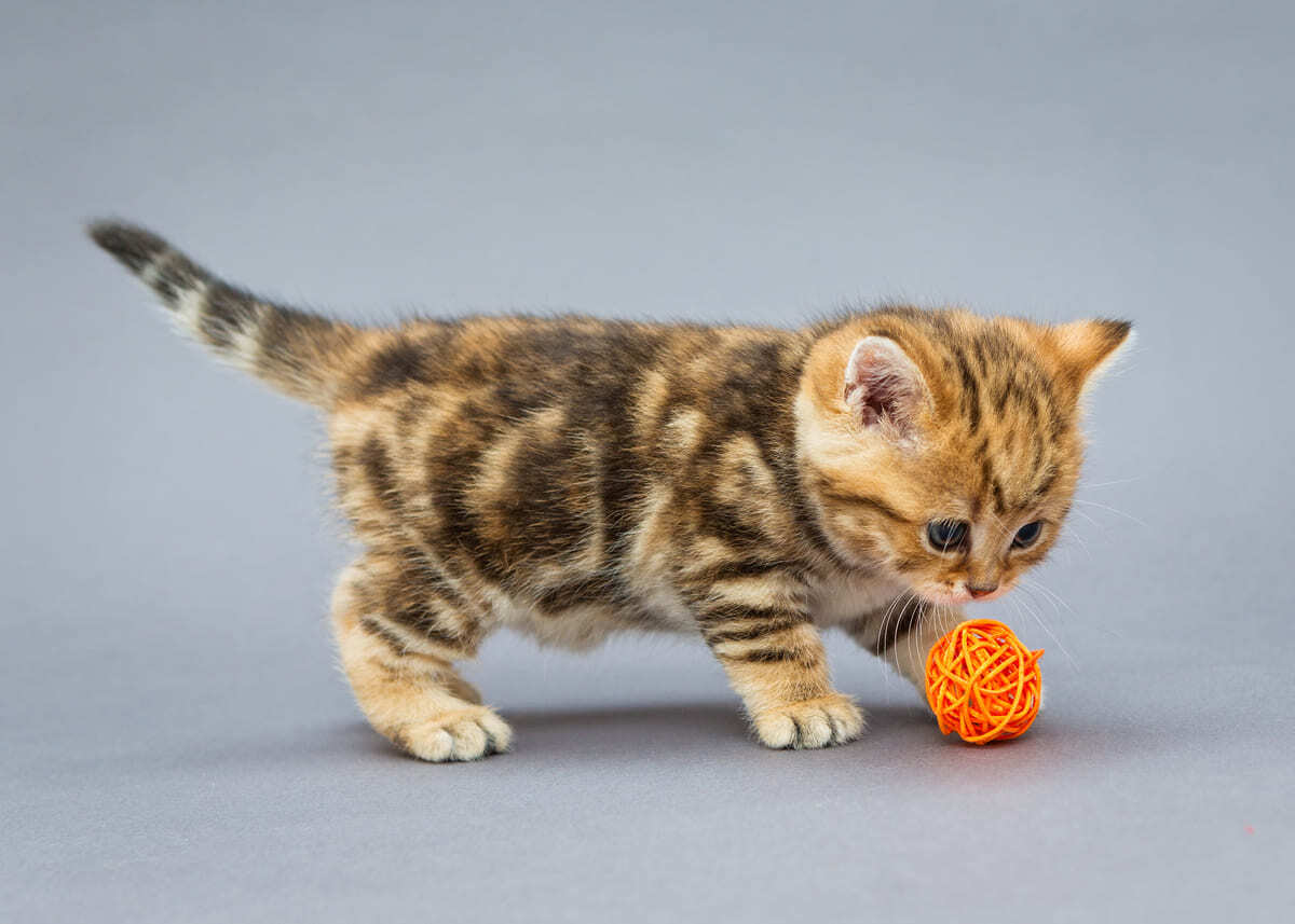 oyun oynayan yavru kedi