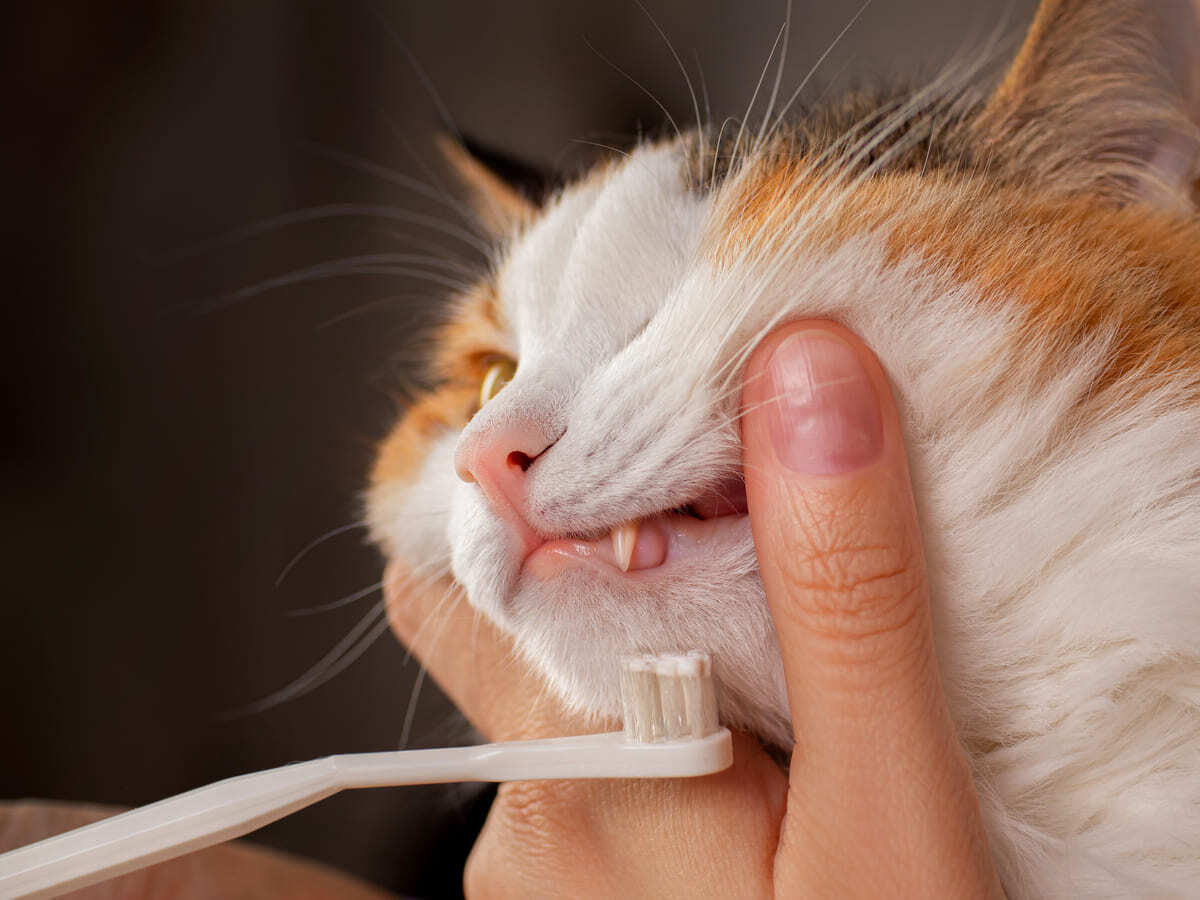 dişi fırçalanan kedi