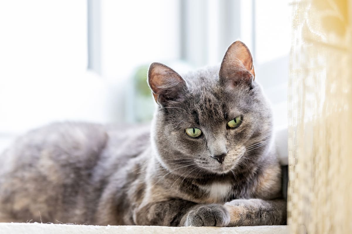 yaşı ilerlemiş kedi