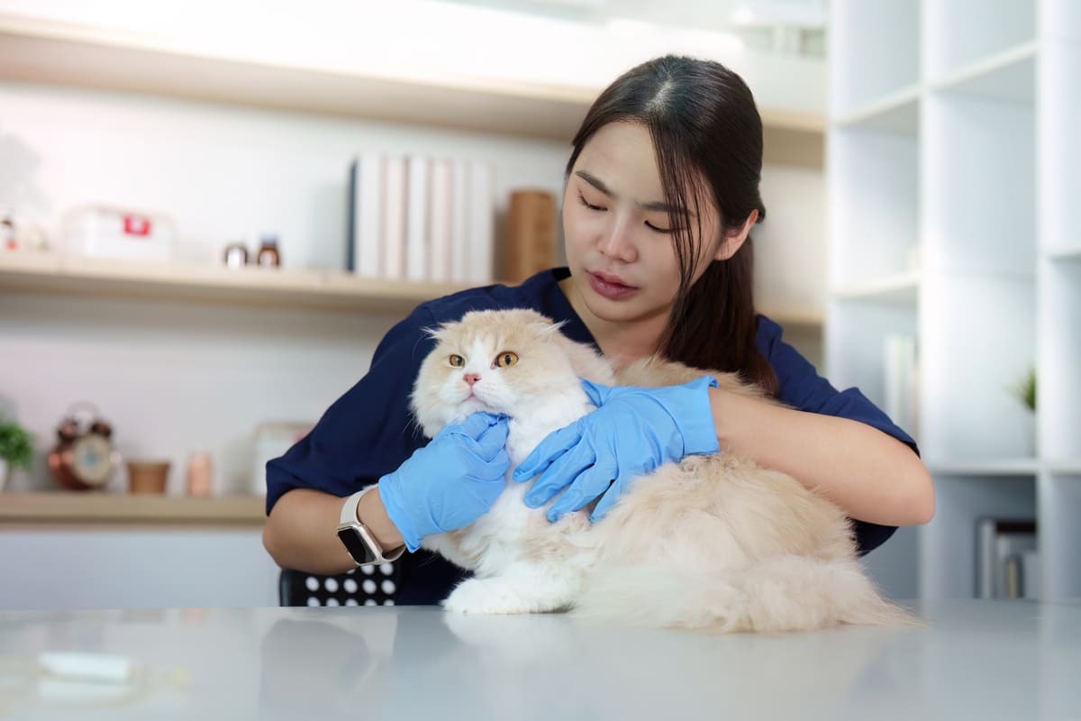 veteriner hekim tarafından muayene edilen kedi