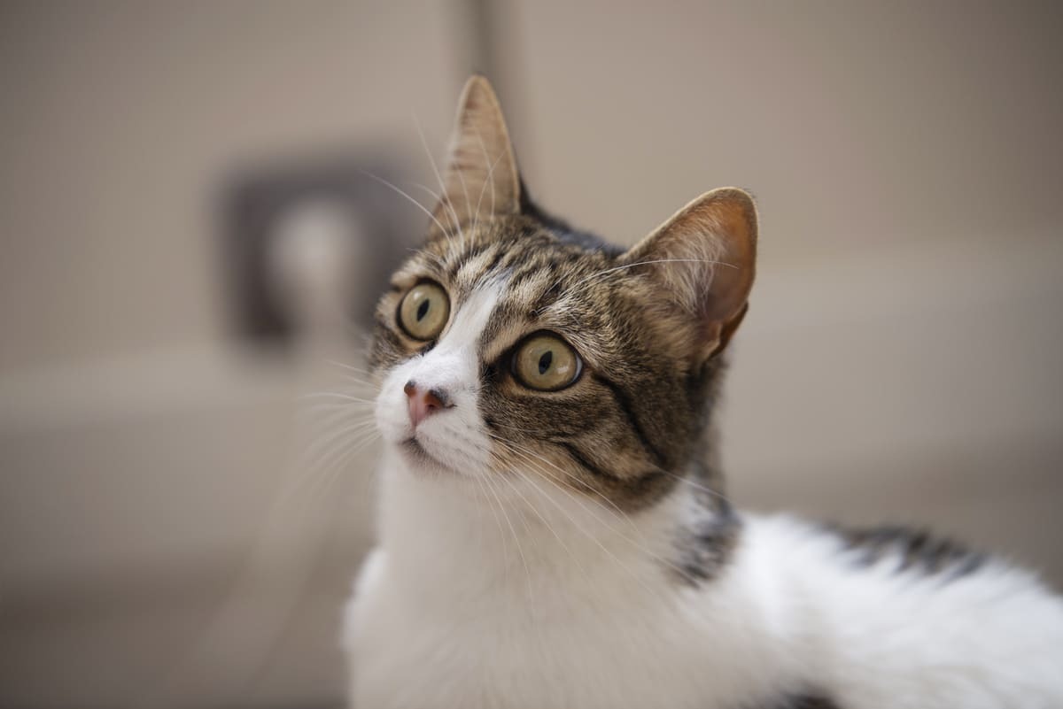 hafifçe yukarı doğru bakan kedi